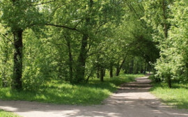 В Оренбурге благоустроят городской парк «Березка»