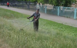 В Оренбурге продолжается борьба с сорной и карантинной растительностью