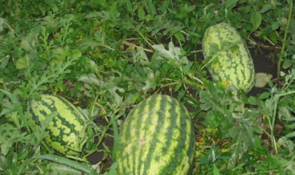 В Соль-Илецке прогнозируют большой урожай бахчевых культур