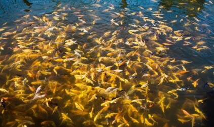 В Оренбуржье на зарыбление водоемов‍ за 3 года потрачено 10,7 млн рублей