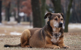 В Оренбурге 5,6 млн рублей выделили на отлов бездомных собак
